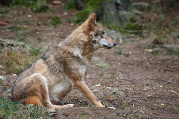 Wolf / Wolf / Canis lupus