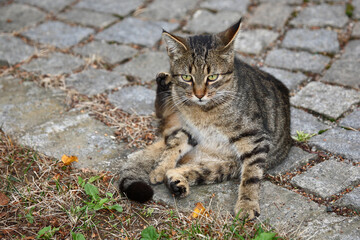 Naklejka premium Hauskatze / Domestic Cat / Felis domestica