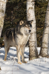 Obraz premium Grey Wolf (Canis lupus) Stands Between Birch Trees Weed in Foreground Winter