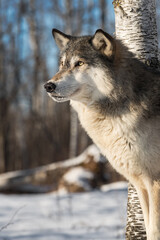 Grey Wolf (Canis lupus) Stands Next to Tree Blue Sky Looking Up Winter