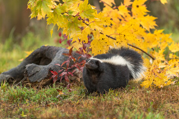 Striped Skunk (Mephitis mephitis) Lifts Nose and Looks Up Log in Background Autumn