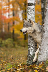 Grey Wolf (Canis lupus) Steps Out From Between Birch Trees Autumn