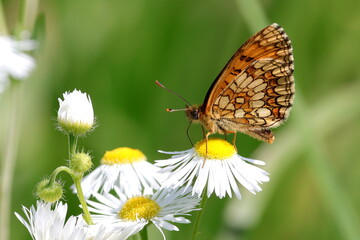 mélitée des mélampyres sur une fleur de pâquerette Mellicta athalia