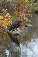 Silver Fox (Vulpes vulpes) Reflected in Ripply Water Off Rock Autumn