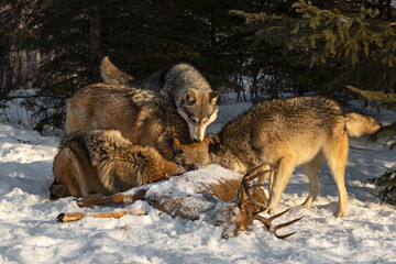 Grey Wolf Pack (Canis lupus) Stick Head in Body of White-tail Deer Winter