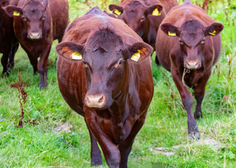 Sussex cattle on marsh grazing