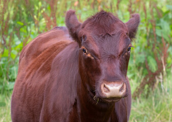 Sussex cattle on marsh grazing