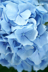 Blue hydrangea flower close up