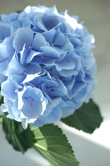 Blue hydrangea flower close up