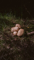 Forest mushrooms on mossy forest floor