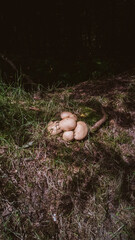 Forest mushrooms on mossy forest floor