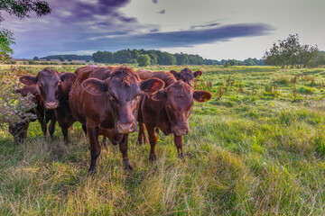 Sussex cattle on marsh grazing