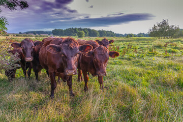 Sussex cattle on marsh grazing