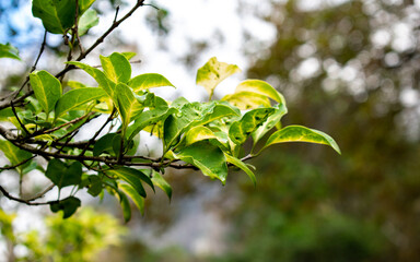 Obraz premium Blotchy green leaves against bokeh
