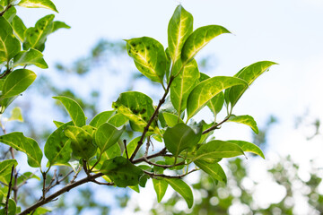 Blotchy green leaves against blue sky