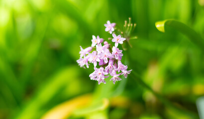 Close up of small pink flowers with bright green leaves in the background