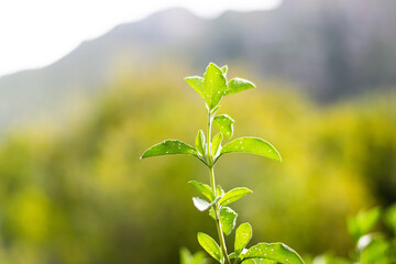 Close up of green plant tendril against distant mountain