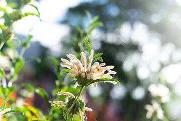 Close up of white flowers with bokeh background
