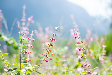 Field of tall pink flower stalks  with mountain in background