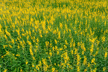 Yellow flower fields of Sunn hemp or Crotalaria juncea is a tropical Asian plant