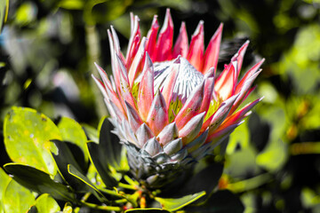 Close up of Protea flower on sunny afternoon