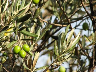 Delicious organic olives. Organic olives on the branch. green olives. Green natural olives. Beautiful looking green olives. Green olive fruits hanging on the olive branch. 