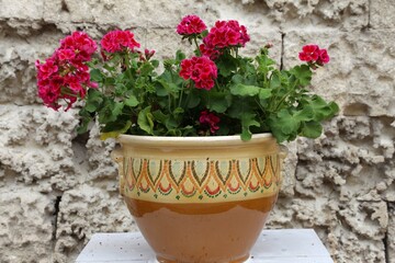 Fototapeta na wymiar Pink geraniums in ceramic pot