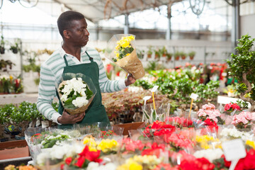 African American salesman working in garden shop, checking seedlings of flowering begonias