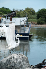 Heron perched on a rock spread out wings