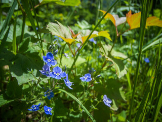 Veronica chamaedrys Gamander-Ehrenpreis