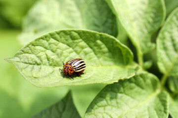 Colorado potato beetle on green plant outdoors, closeup