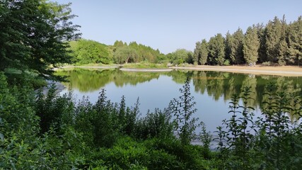Obraz premium A lake surrounded by trees. A sunny summer day.