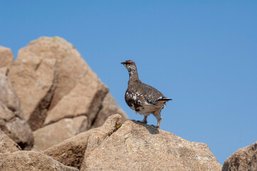 Lagopus is a small genus of birds in the grouse subfamily commonly known as ptarmigans. The genus contains three living species with numerous described subspecies, all living in tundra or cold upland 