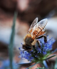 bee on a flower