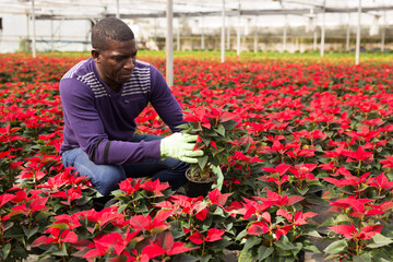 Positive Afro man examining plants of Poinsettia or Christmas flower for better growing in greenhouse