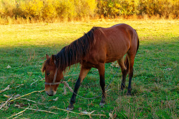 Naklejka na ściany i meble Young horse in the shadow on the meadow