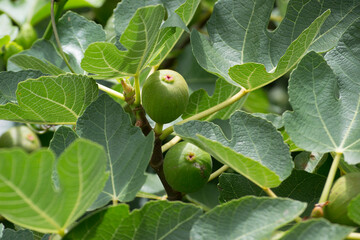 Figueira (Ficus) found on the road through the Atlantic Forest in São Paulo, Brazil.