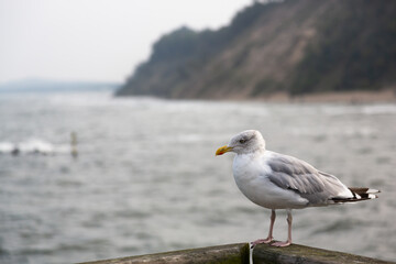  Eine Silbermöwe steht auf einem Geländer aus Holz mit dem Meer und der Steilküste im Hintergrund auf Rügen.