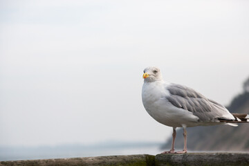  Eine Silbermöwe steht auf einem Geländer aus Holz mit dem Meer und der Steilküste im Hintergrund auf Rügen.