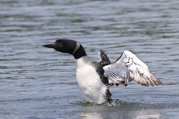 Northern Loon swimming, flapping, shaking water off its wings and preening on the lake on a bright summer day