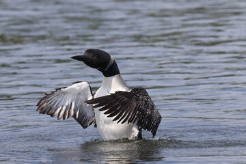 Northern Loon swimming, flapping, shaking water off its wings and preening on the lake on a bright summer day