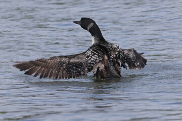 Northern Loon swimming, flapping, shaking water off its wings and preening on the lake on a bright summer day