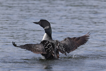Northern Loon swimming, flapping, shaking water off its wings and preening on the lake on a bright summer day