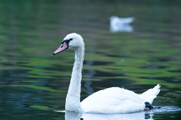 Fototapeta premium swan on the lake