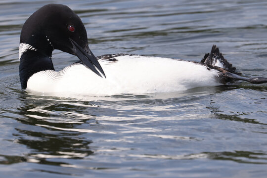 Northern Loon swimming, flapping, shaking water off its wings and preening on the lake on a bright summer day