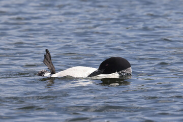 Northern Loon swimming, flapping, shaking water off its wings and preening on the lake on a bright summer day