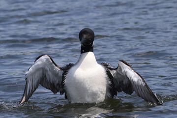 Northern Loon swimming, flapping, shaking water off its wings and preening on the lake on a bright summer day
