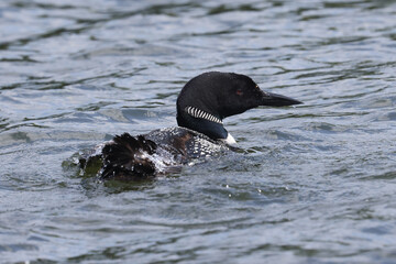 Northern Loon swimming, flapping, shaking water off its wings and preening on the lake on a bright summer day