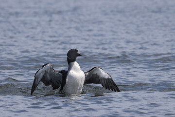 Northern Loon swimming, flapping, shaking water off its wings and preening on the lake on a bright summer day