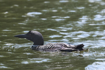 Northern Loon swimming, flapping, shaking water off its wings and preening on the lake on a bright summer day